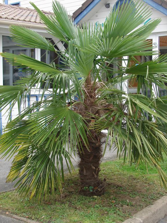 Budget Hotel Melun Sud - Dammarie Les Lys Bagian luar foto
